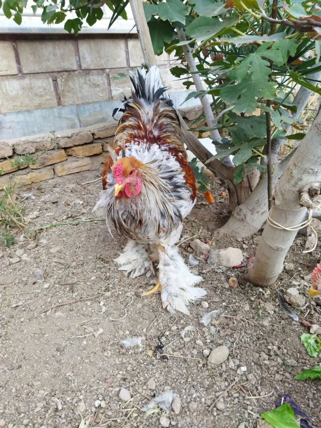 حیوانات|حیوانات مزرعه|پاکدشت, حصار امیر|دیوار