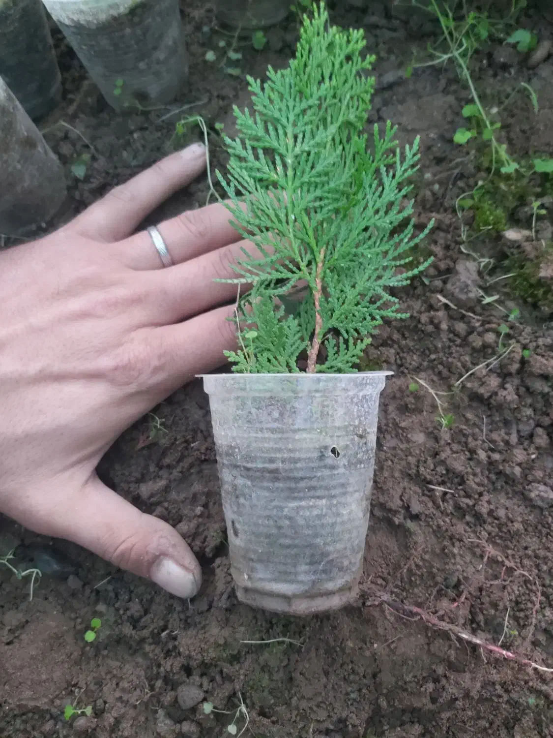 کامیس نوکدار فروش فوری|گل و گیاه طبیعی|کلاچای, |دیوار