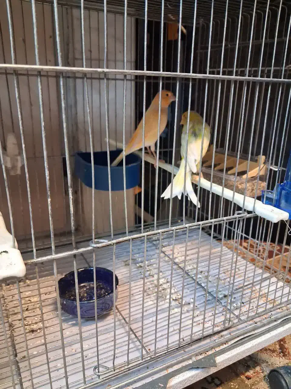 قناری|پرنده|قم, هفت تیر|دیوار