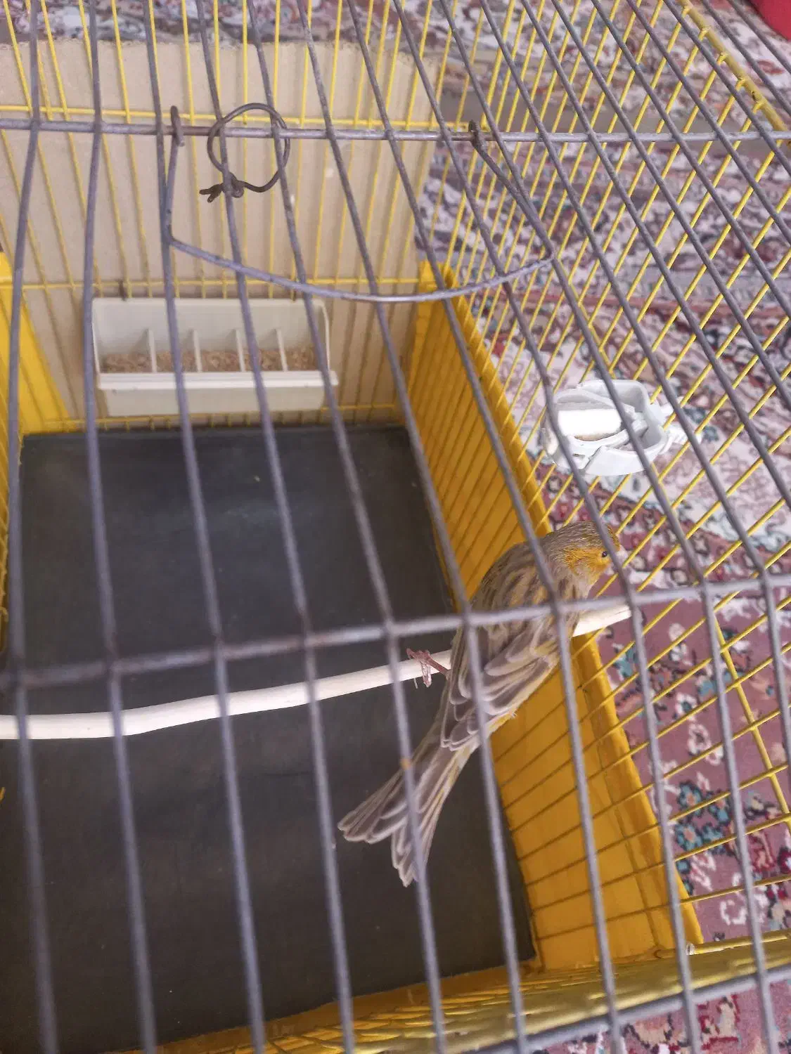 دو عدد قناری نر|پرنده|صفادشت, |دیوار