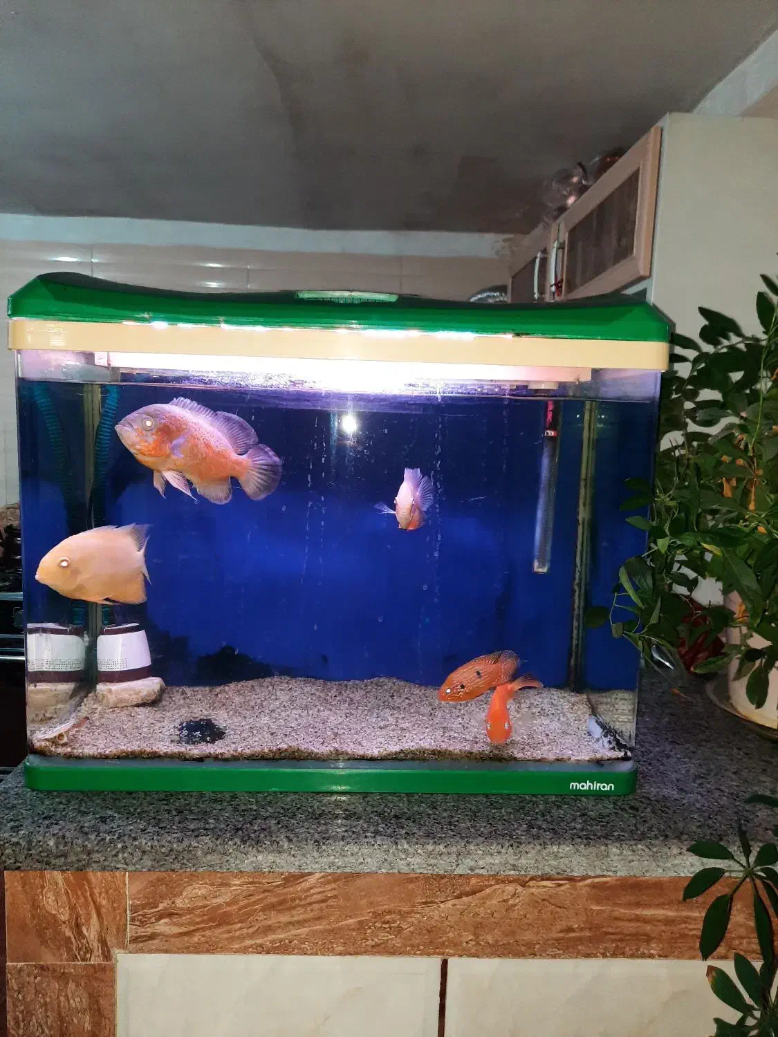 آکواریوم|ماهی|صفائیه, |دیوار