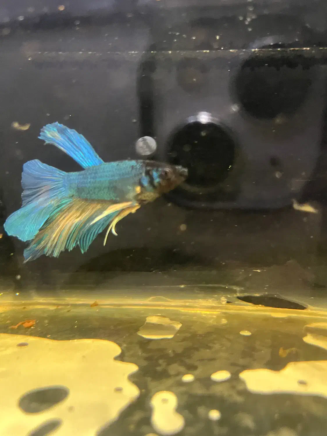 ماهی فایتر هافمون|ماهی|قدس, شهر‌قدس|دیوار