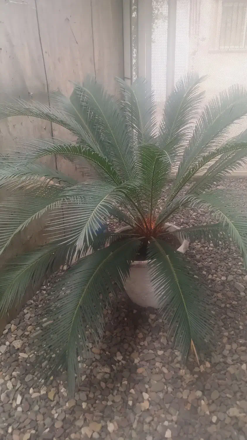 سیکاس ۱۰ ساله|گل و گیاه طبیعی|املش, |دیوار