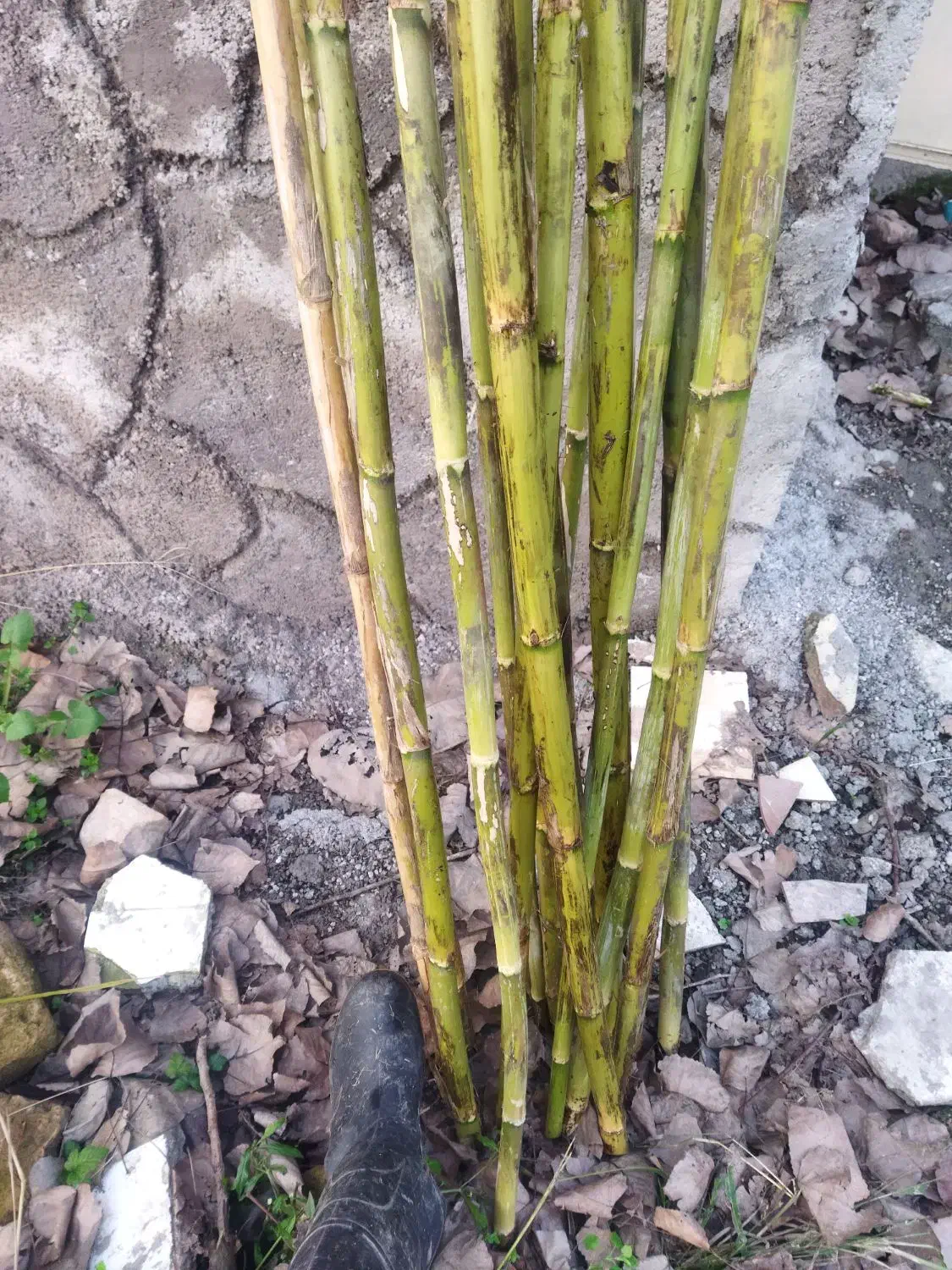 فروش لوله چوبی برای طراحی و ... .|کلکسیون و سرگرمی|لنگرود, |دیوار