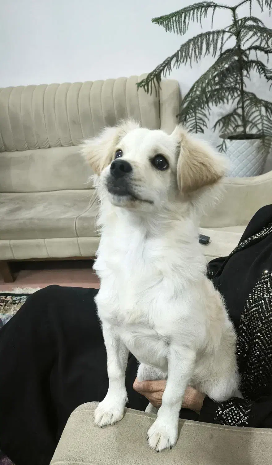 فروش فوری توله|سگ|کرمان, |دیوار