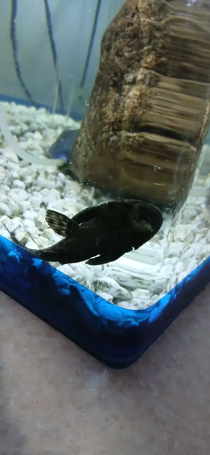 آکواریوم و لجن خار|ماهی|ارومیه, |دیوار