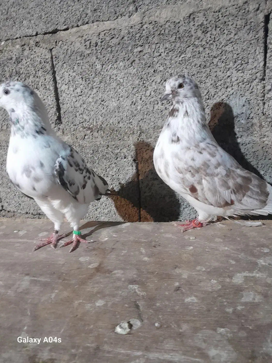 کبوتر|پرنده|سنگر, |دیوار