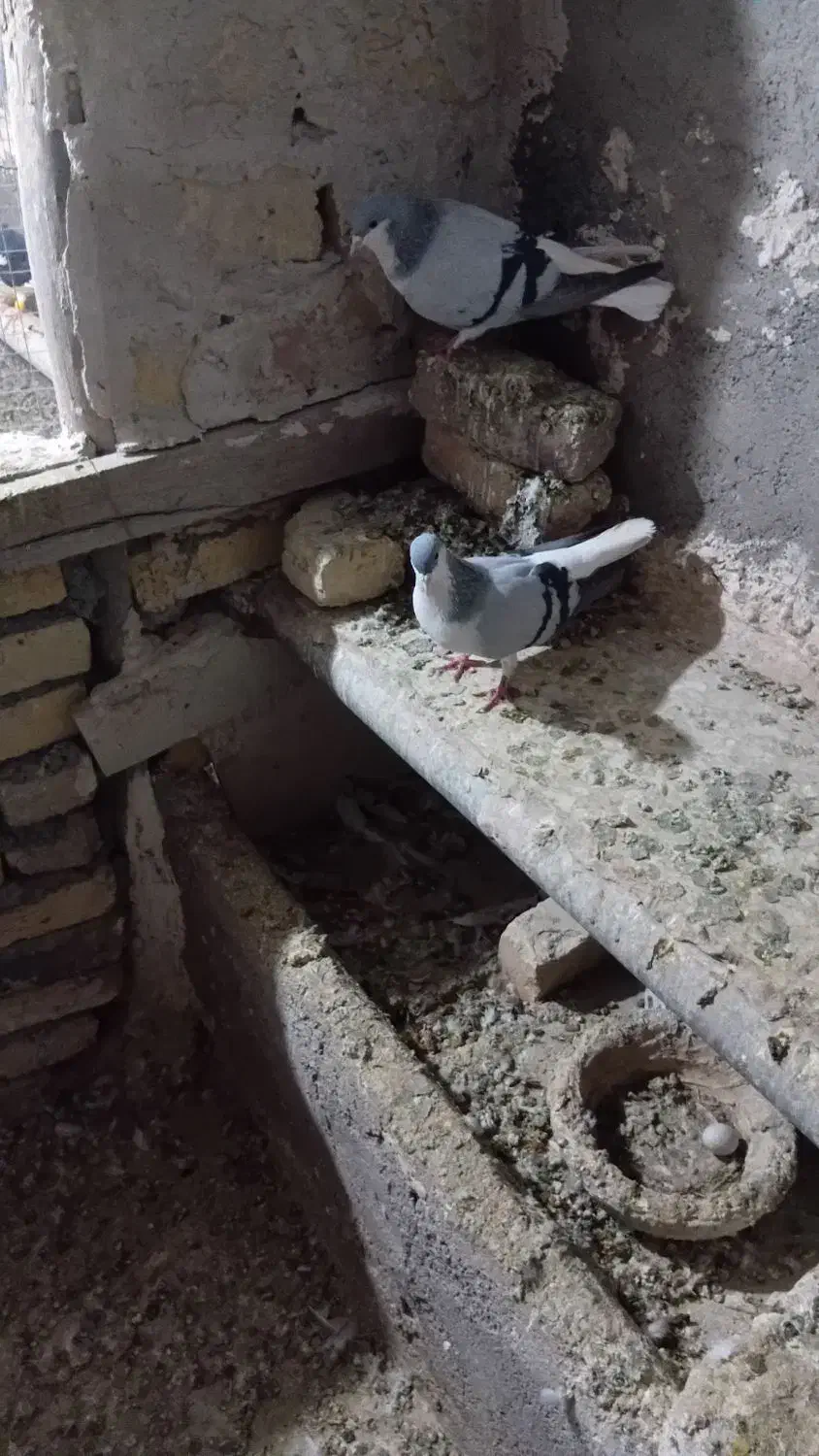 کبوتر|پرنده|اسفرورین, |دیوار