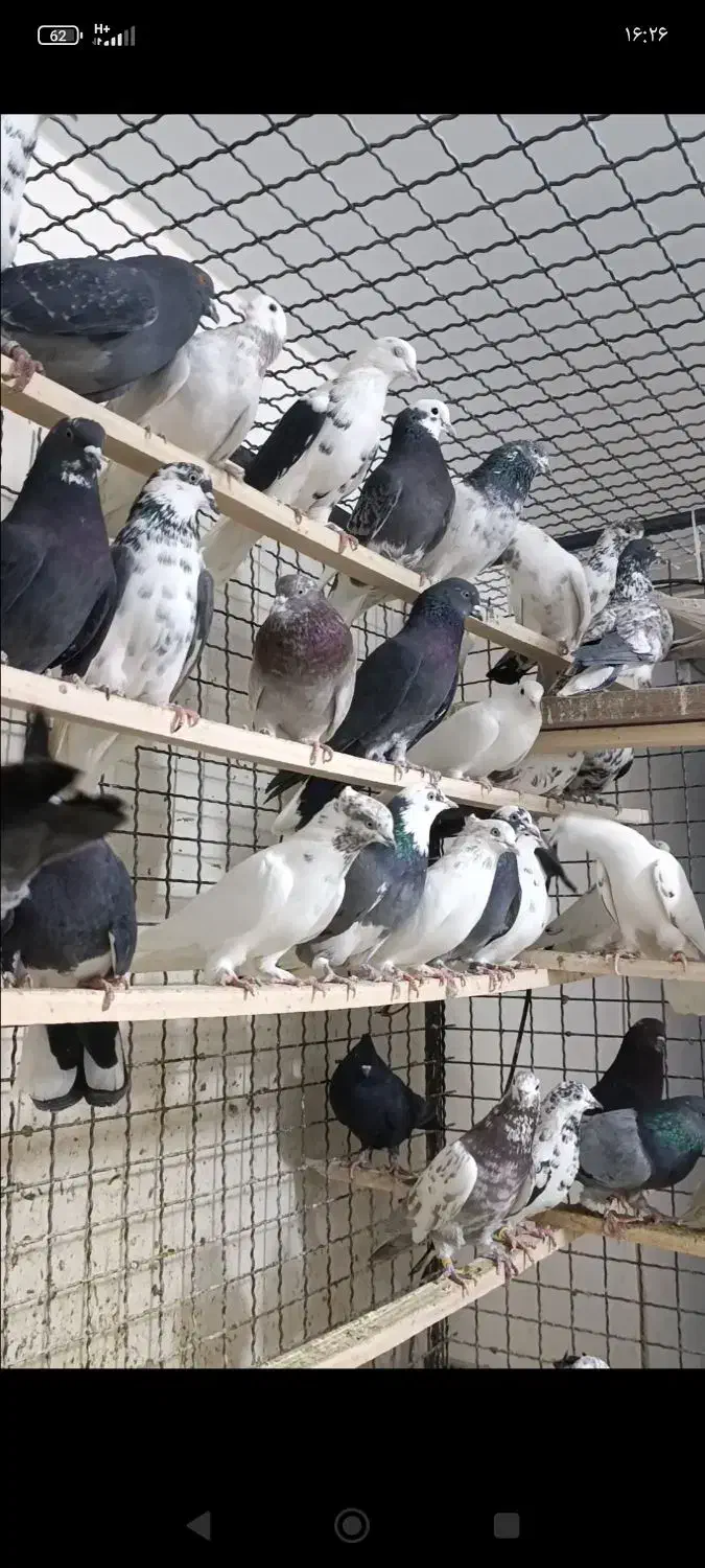 کبوتر فرشاد|پرنده|تهران, افسریه جنوبی|دیوار