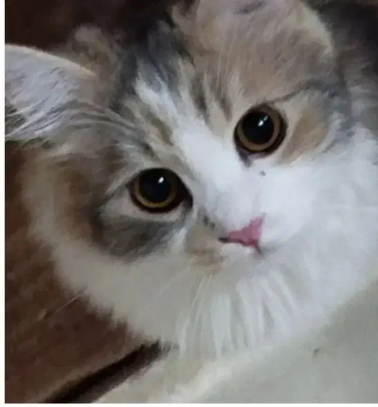 گمشده توروخدا هرکس دیده بگه|حیوانات|اردبیل, |دیوار