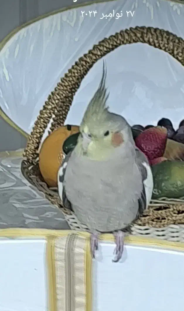 گمشده|پرنده|مشهد, شهرک لشکر (شهرک غرب)|دیوار