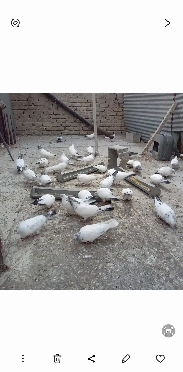 کبوتر|پرنده|اصفهان, جلالیه|دیوار