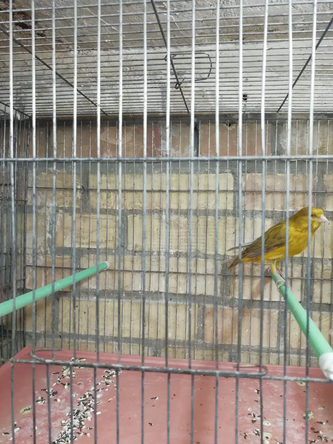 قناری سبز و زیتونی|پرنده|فسا, |دیوار