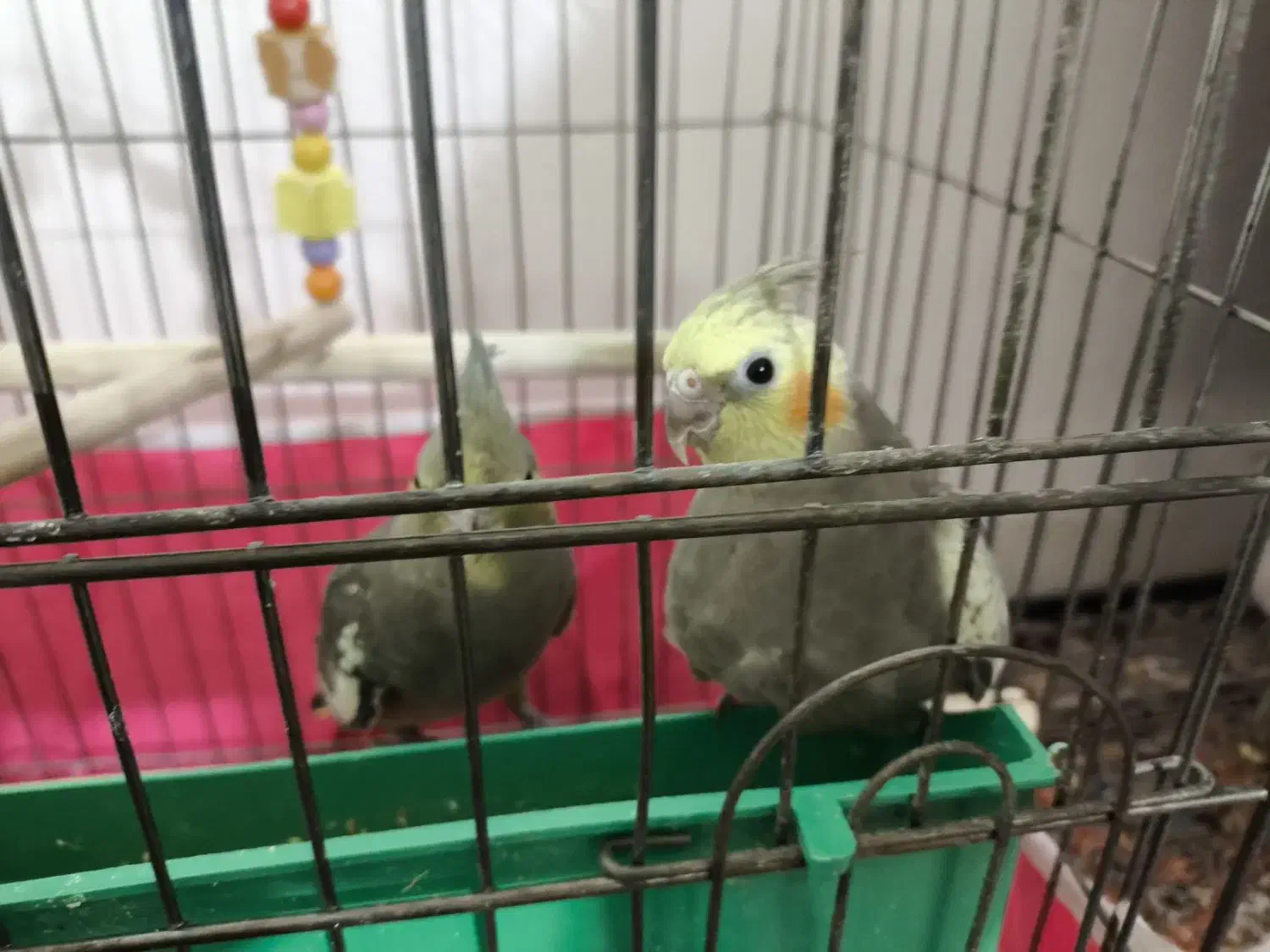 جوجه عروس هلندی ۲ ماهه|پرنده|اصفهان, سروستان|دیوار