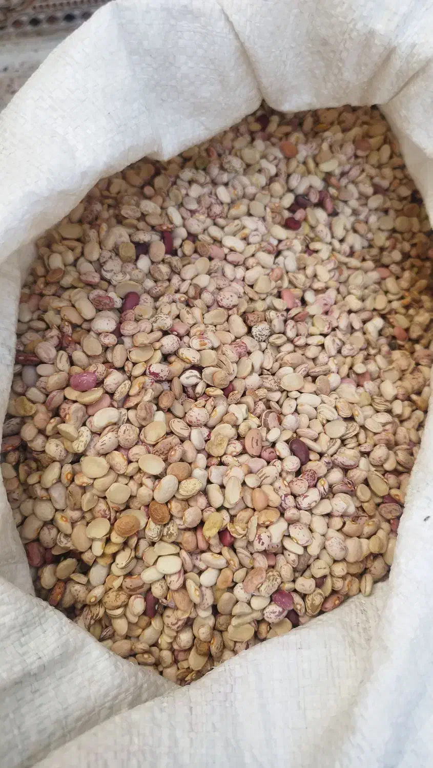 انواع لوبیا|خوردنی و آشامیدنی|شیراز, شیخ علی چوپان|دیوار