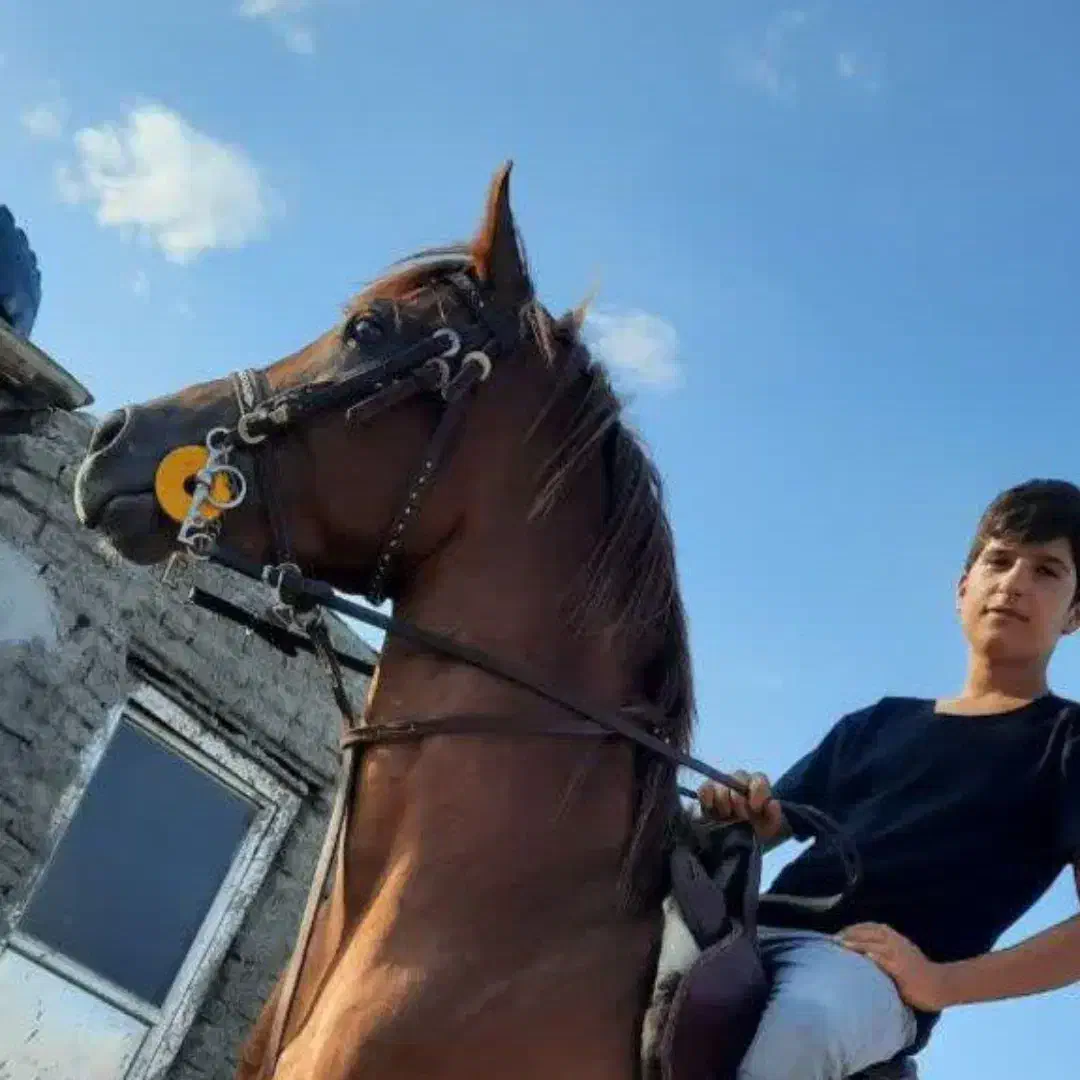 اسب عرب|اسب و تجهیزات اسبسواری|عقدا, |دیوار