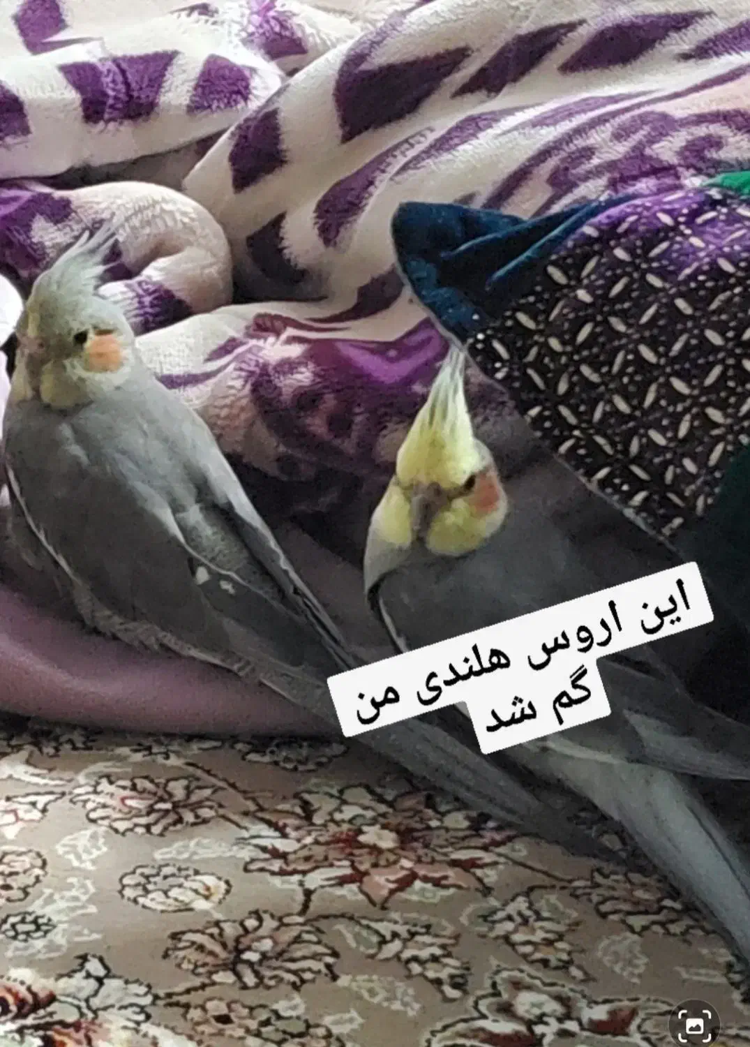 عروس هلندی گم شده|حیوانات|خمینی‌شهر, |دیوار
