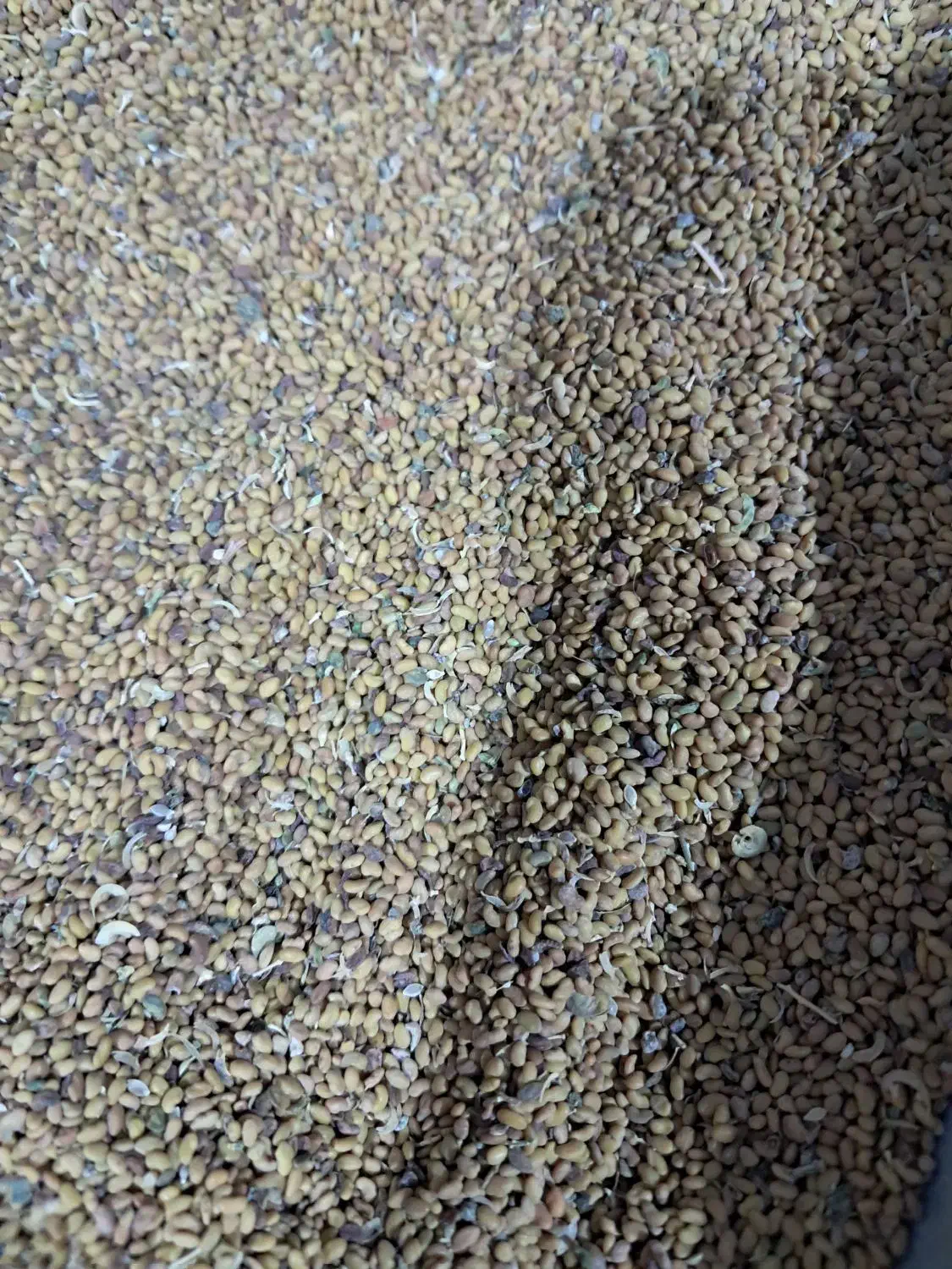 فروش بذر یونجه|خدمات باغبانی و درختکاری|بهبهان, |دیوار