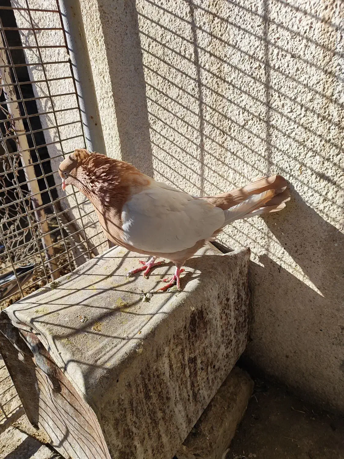 کفتر|پرنده|شیراز, گل سرخ|دیوار