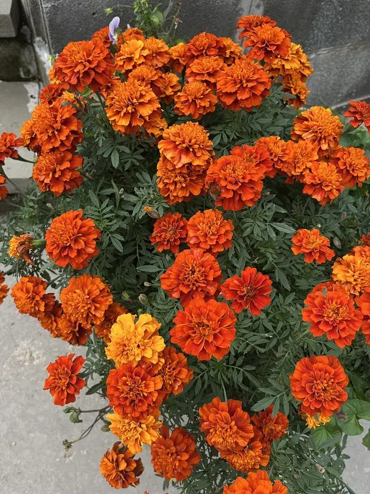 بذر/باغ/سبزیجات/صیفی جات/کشاورزی|گل و گیاه طبیعی|شیراز, معالی‌آباد|دیوار