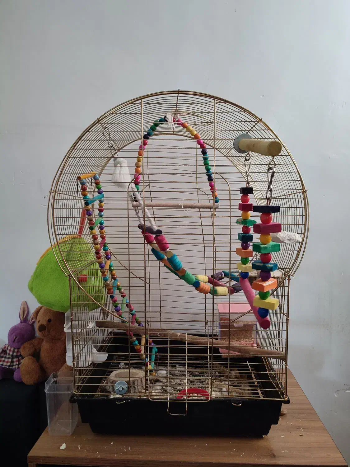 عروس هلندی نر یکساله|پرنده|روانسر, |دیوار