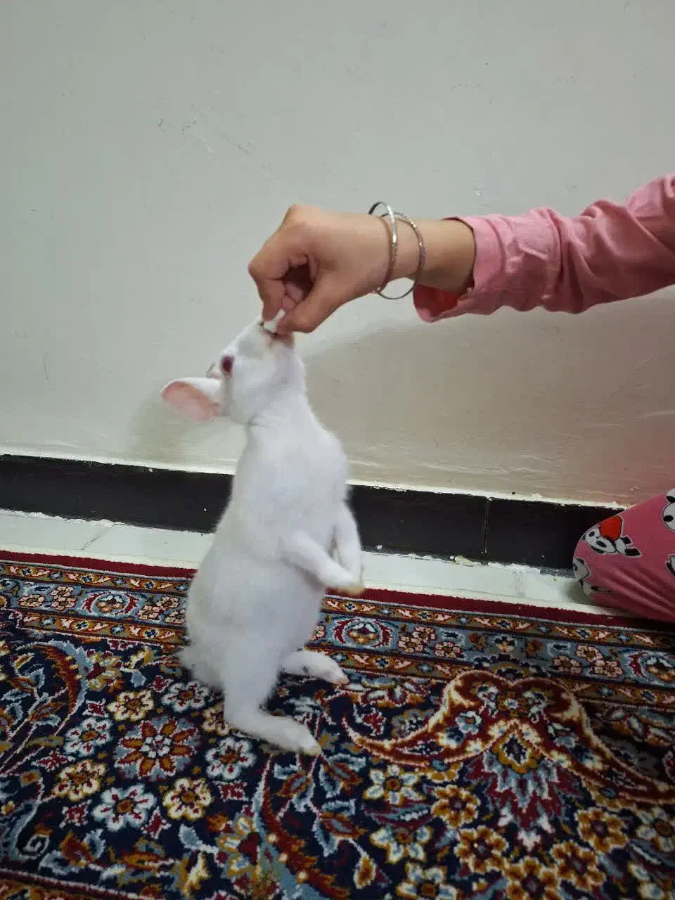 خرگوش|موش و خرگوش|تهران, قصر فیروزه ۱|دیوار