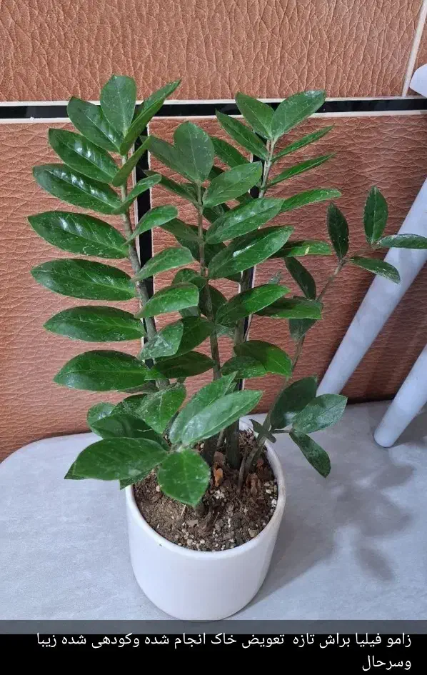 گل های آپارتمانی|گل و گیاه طبیعی|آبدانان, |دیوار