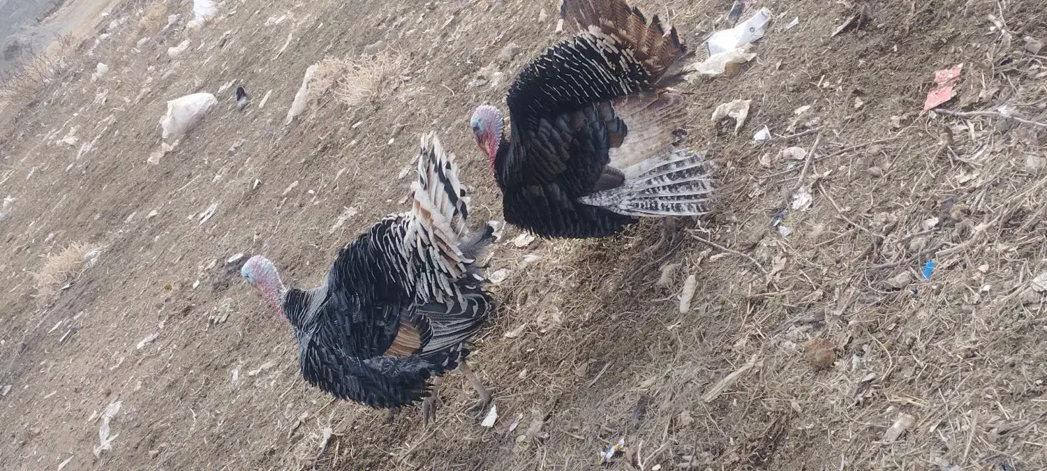 بوقلمون روستایی|حیوانات مزرعه|نوشین شهر, |دیوار