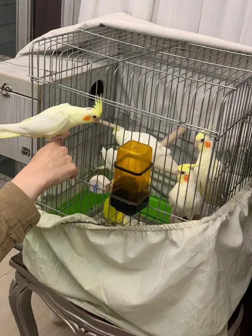 جوجه عروس هلندی لوتینو|پرنده|تهران, باشگاه نفت|دیوار