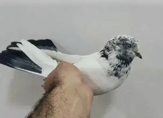 کبوتر گمشده|حیوانات|کوهدشت, |دیوار