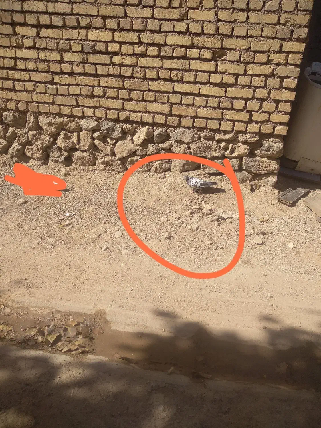 ۸کفتر شازده پلاکی|پرنده|خانمیرزا, |دیوار