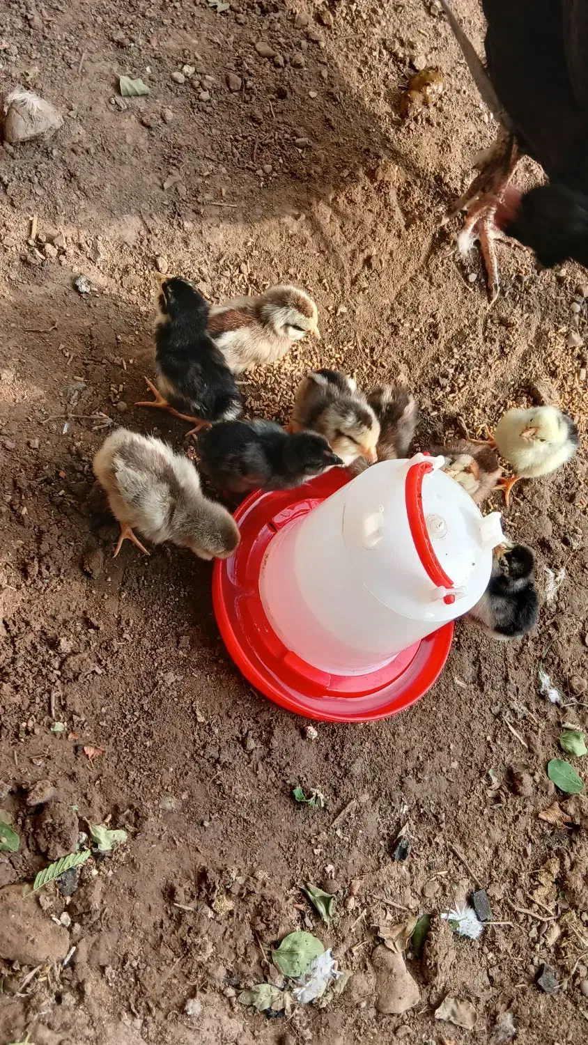 جوجه گلین|حیوانات مزرعه|دهلران, |دیوار