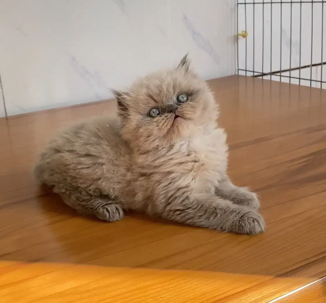 گربه پرشین سفید و بایکالر|گربه|شیراز, معالی‌آباد|دیوار