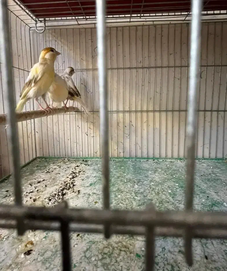 قناری ماده|پرنده|اصفهان, رزمندگان|دیوار