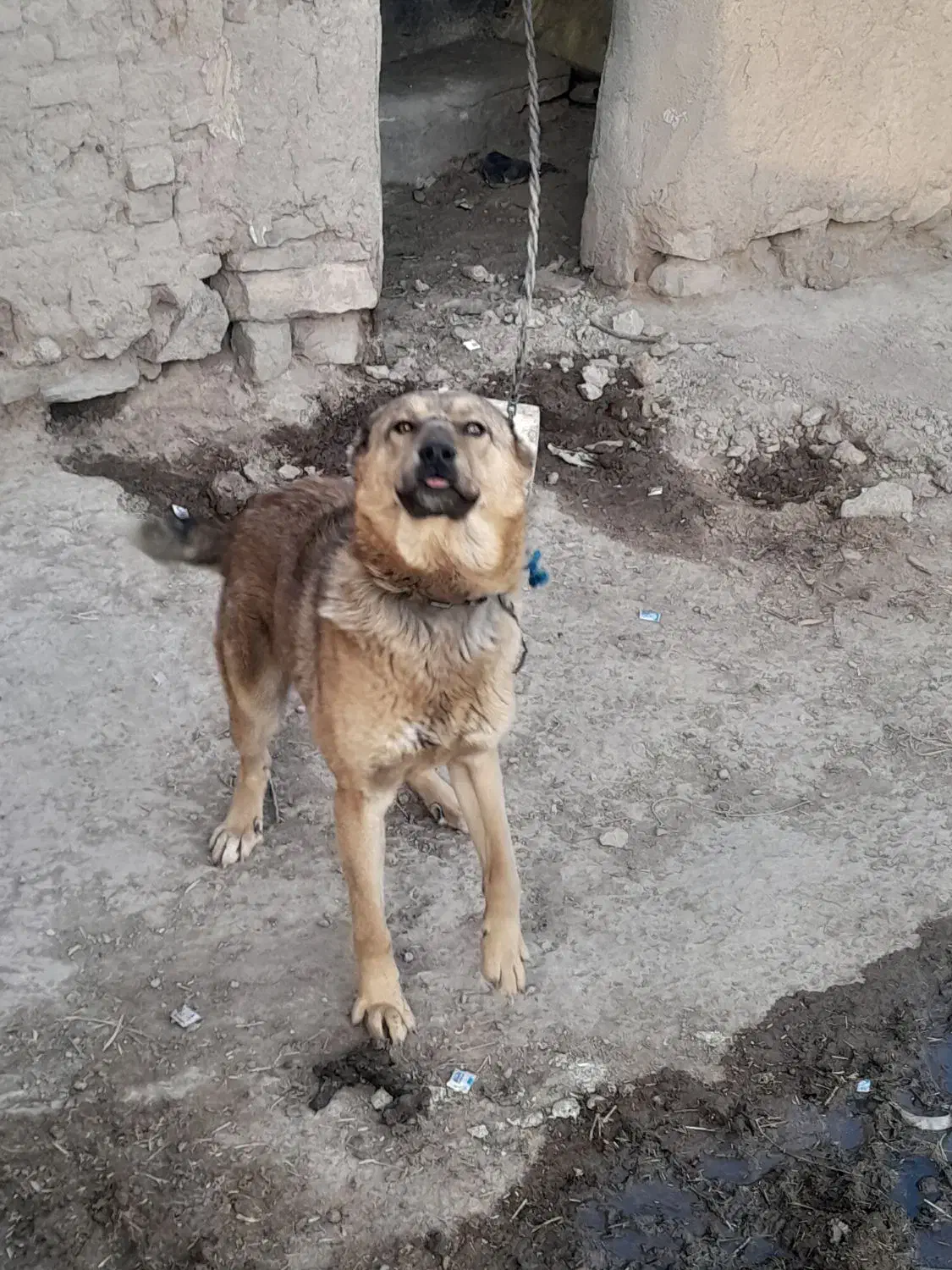 سگ نگهبان|سگ|فیروزه, |دیوار