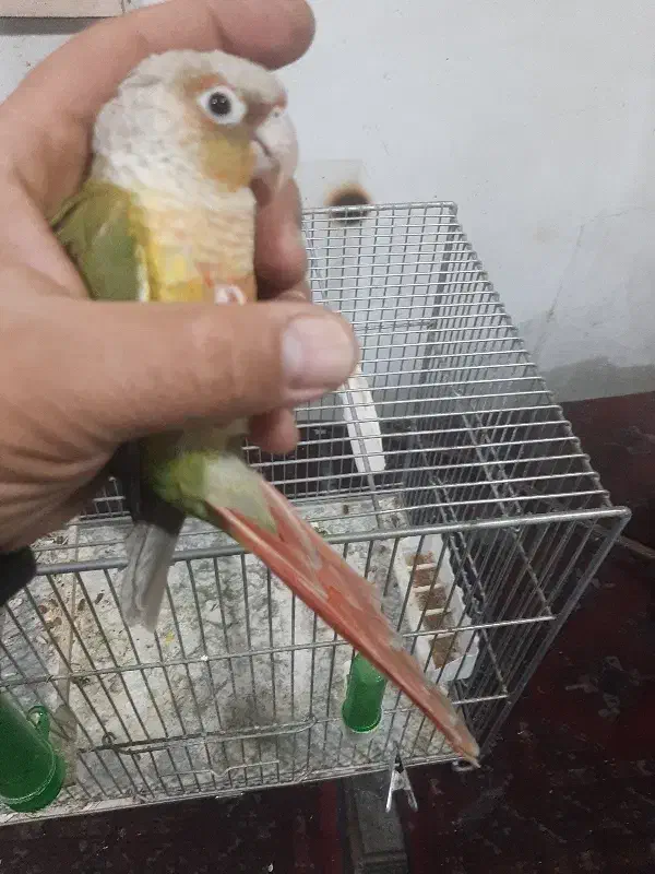 گرینچیک|پرنده|تهران, اسفندیاری|دیوار