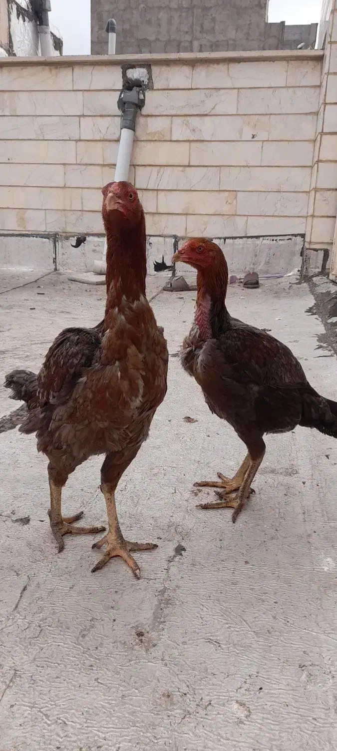 خروس و مرغ لاری|حیوانات مزرعه|اردبیل, |دیوار