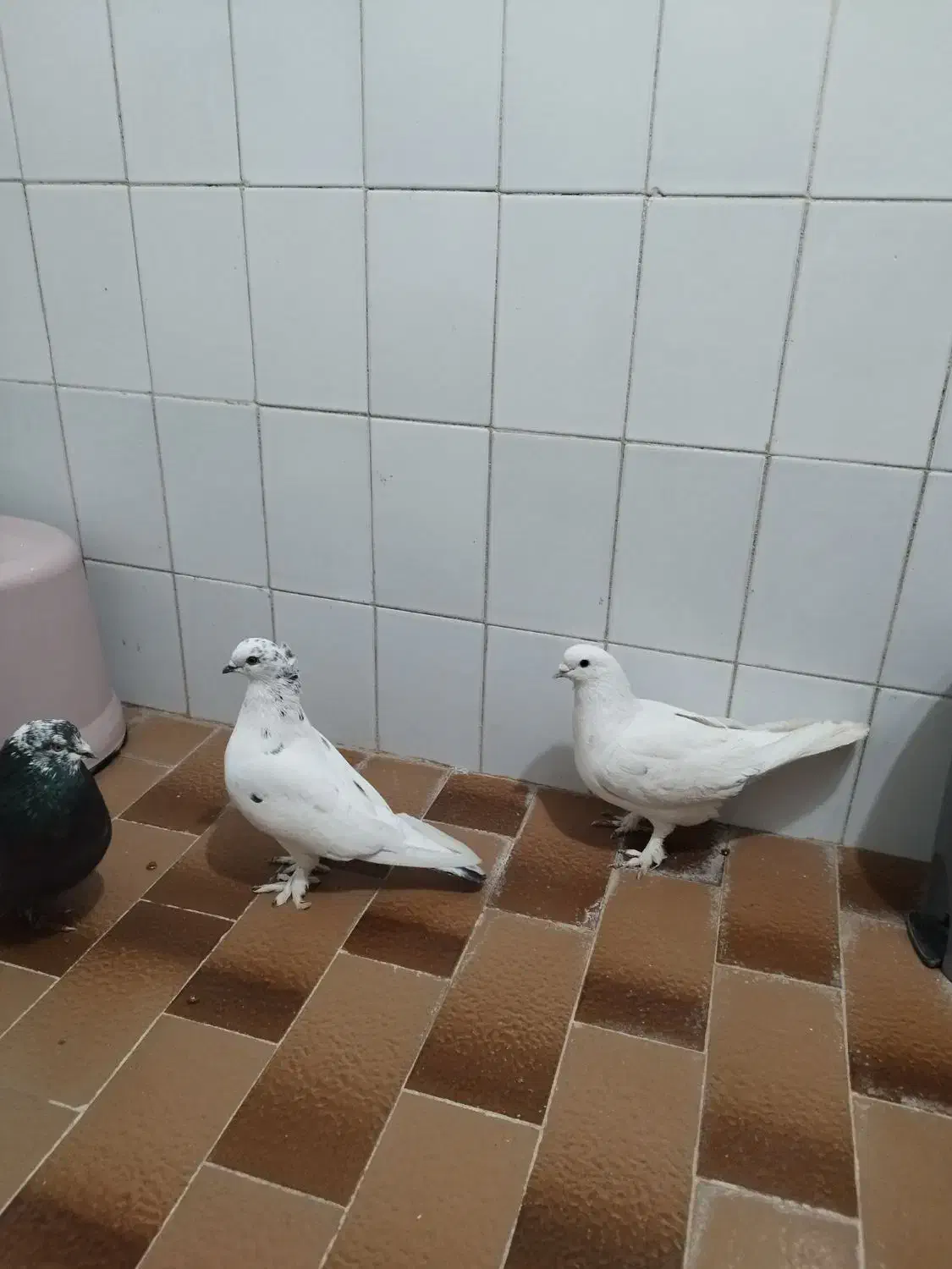 کبوتر|پرنده|کرج, پیشاهنگی|دیوار