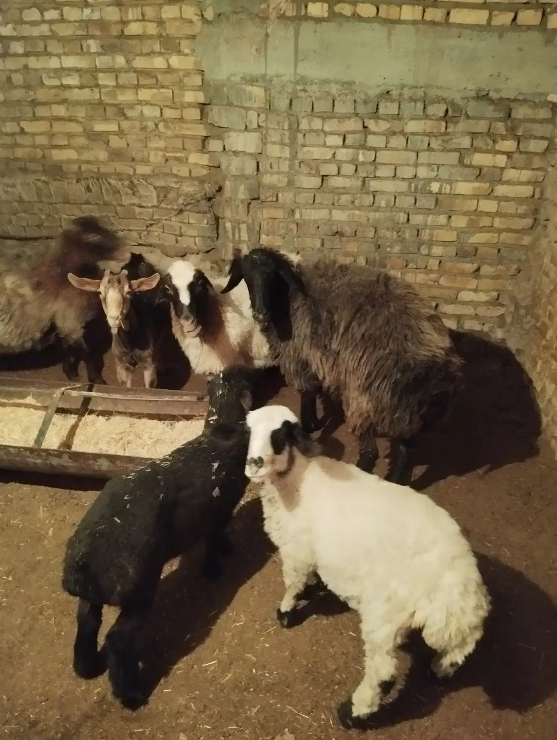 فروش تغل|حیوانات مزرعه|اردکان, |دیوار