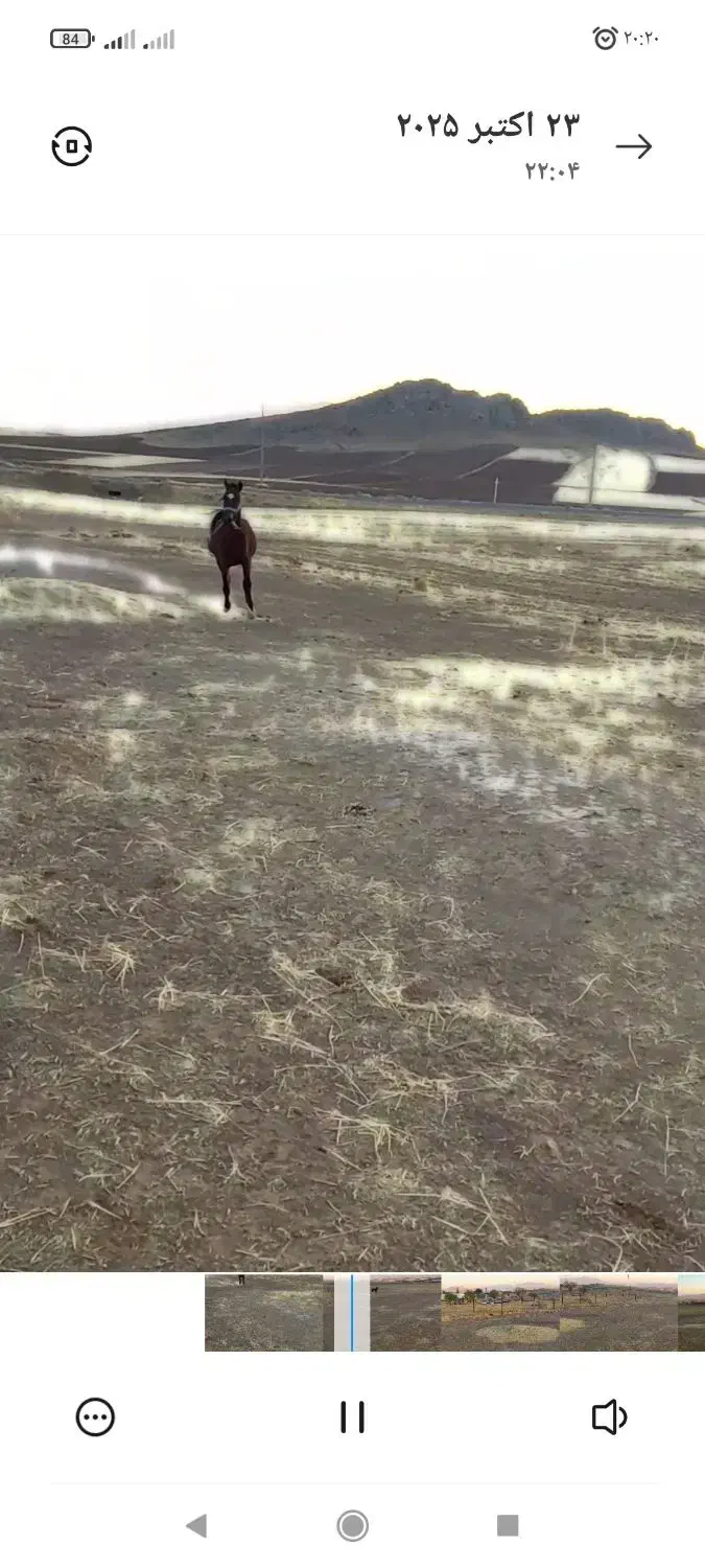 اسب|اسب و تجهیزات اسب‌سواری|کرمانشاه, |دیوار