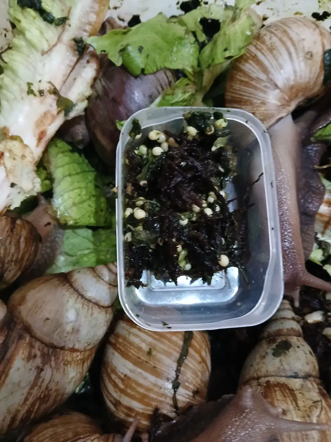 حلزون تراپی|خزنده|تبریز, |دیوار