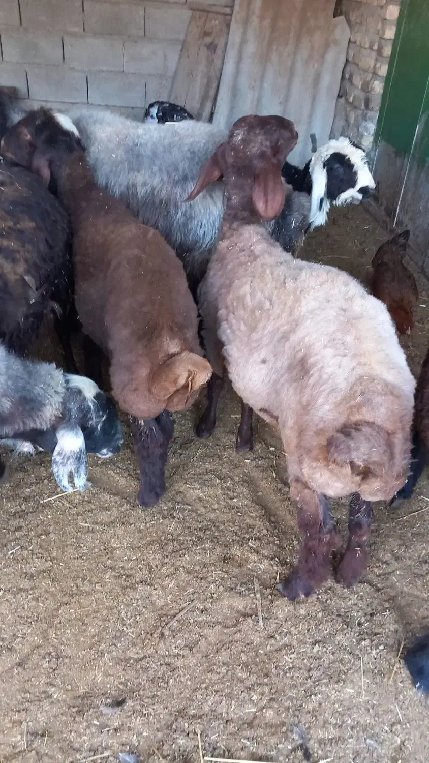 یک عددبره نرافشار|حیوانات مزرعه|گنبد کاووس, |دیوار