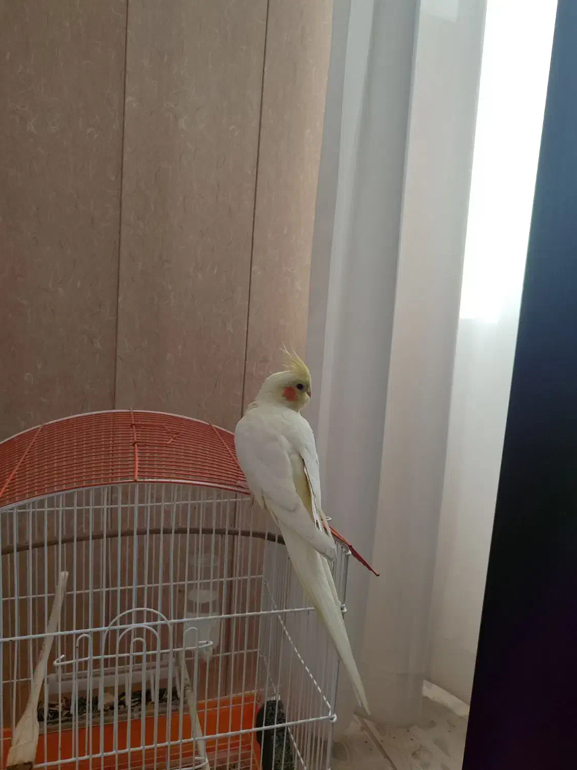 عروس هلندی۷ماهه|پرنده|هشتگرد, تهران دشت|دیوار