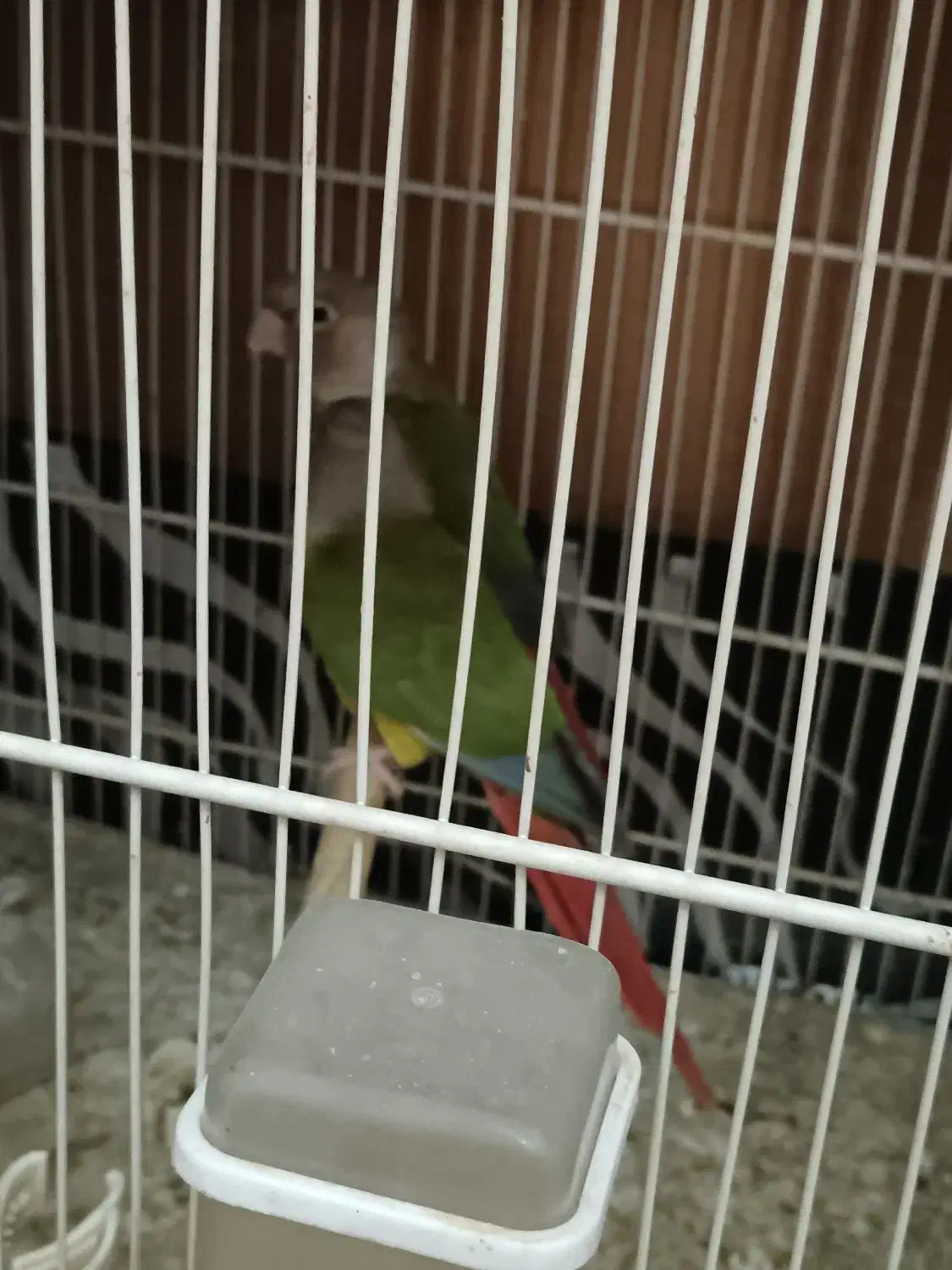 طوطی شاه ملنگو یک جفت طوطی گرینچیک یک جفت|پرنده|بیرجند, |دیوار