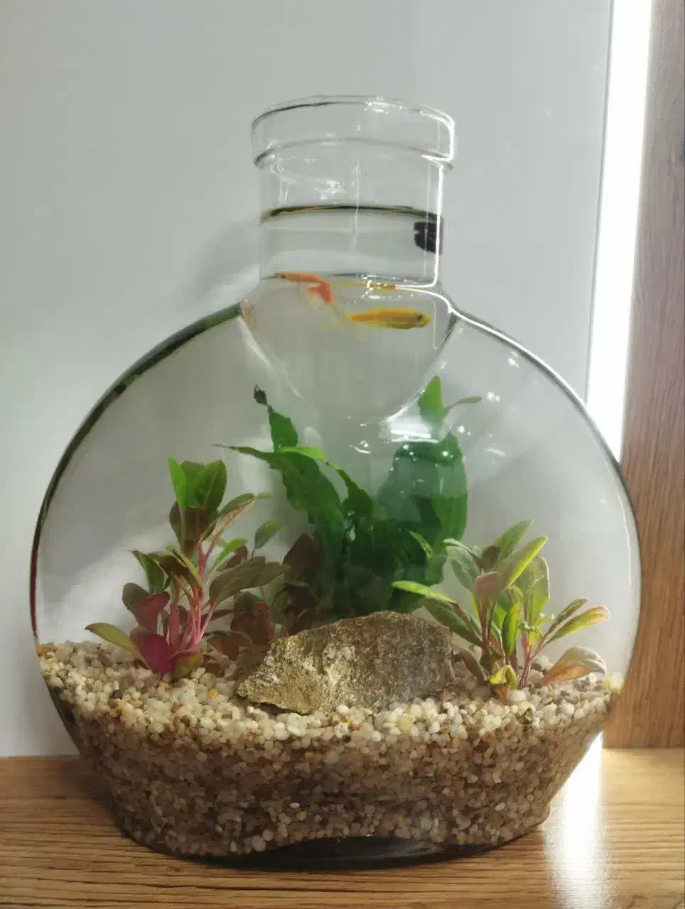 پلنتاریوم(تراریوم آبی) هدیه روز مادر|گل و گیاه طبیعی|قم, انسجام|دیوار