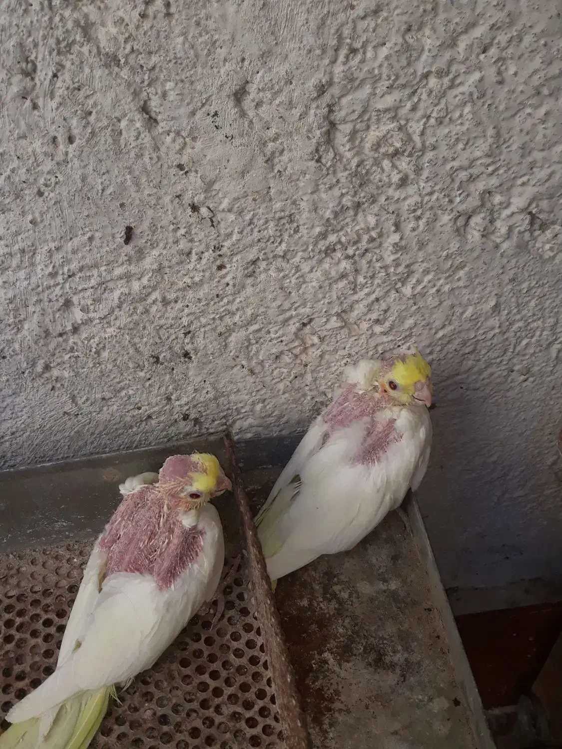 عروس هلندی جوجه|پرنده|بندر گناوه, |دیوار