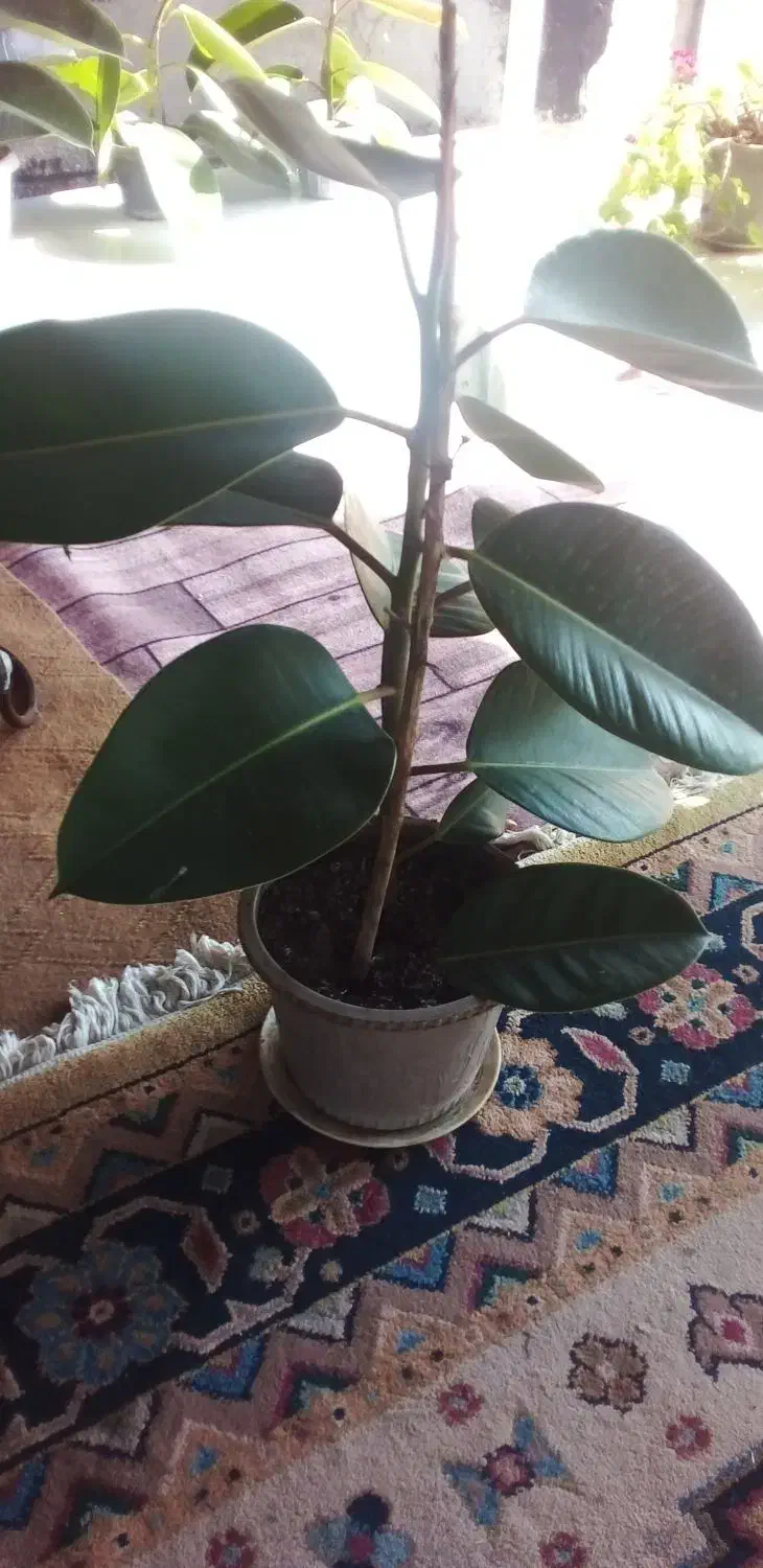 گل زیبا|گل و گیاه طبیعی|لیسار, |دیوار