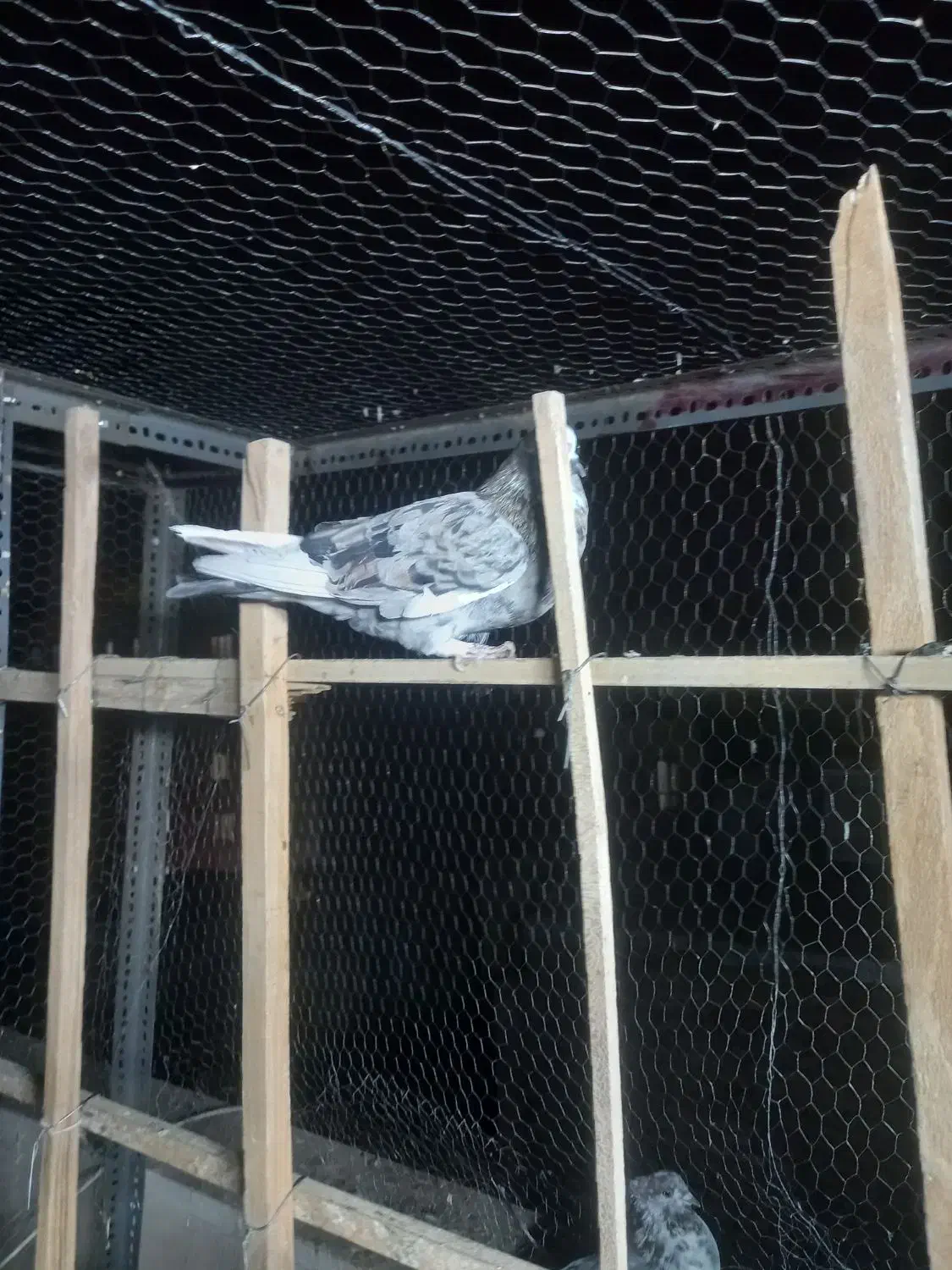 کبوتر پرشی|پرنده|ری, فیروزآبادی|دیوار