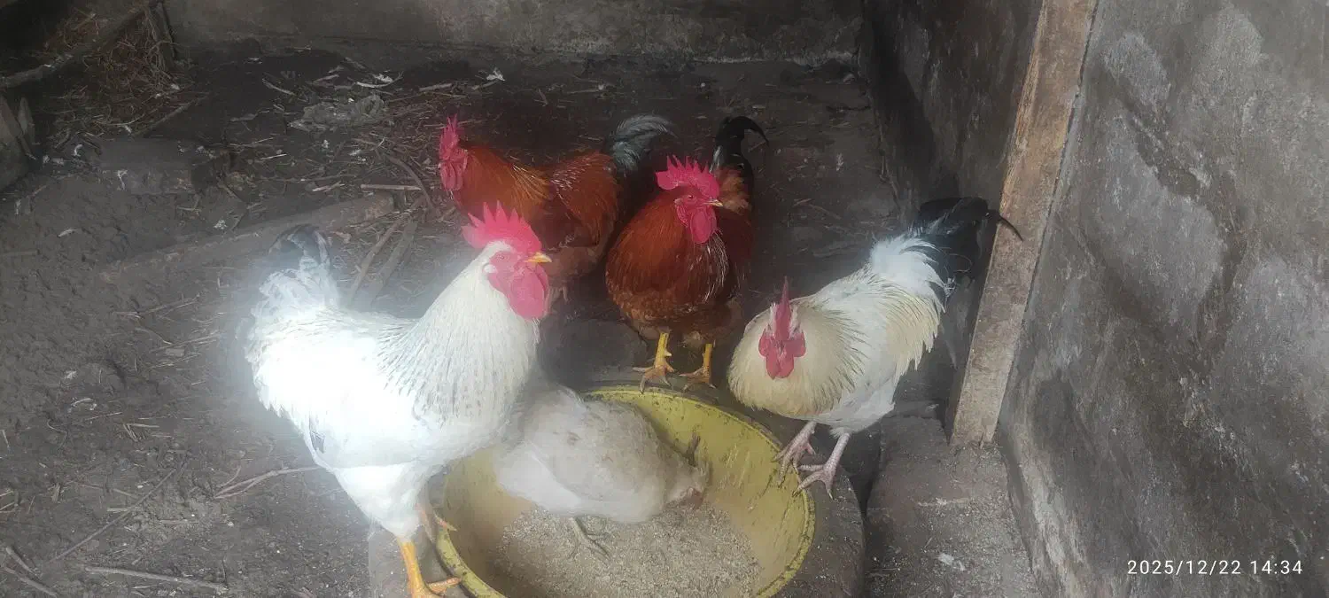 خروس|حیوانات مزرعه|بندر انزلی, تربه گوده|دیوار