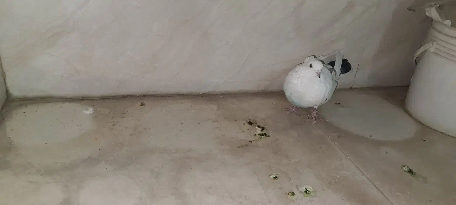 کبوتر و کفتر|پرنده|کهریزک, |دیوار